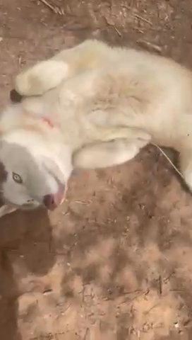 10 Month Old Siberian husky For Rehome in Stonecrest, Georgia