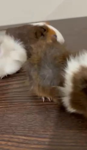 Baby Guinea Pigs! in Kansas City, Kansas