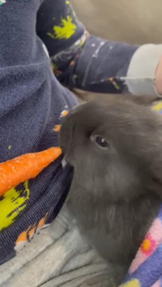 Black Or Blue Flemish Giant Kit (baby) in Scituate, Rhode Island