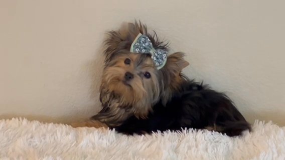 Tcup Traditional Male Yorkie in Riverside, California