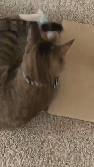 Momo in San Antonio, Texas