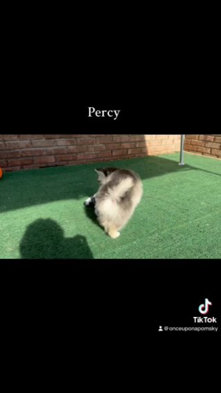 Percy Pomsky Puppy in Dublin, Georgia