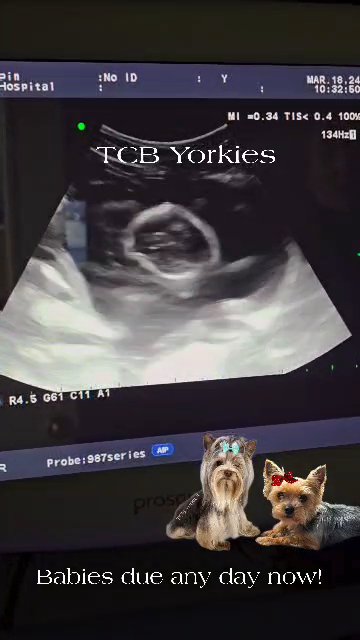 SOLD Babies on the way AKC Yorkies in Greenwood, South Carolina