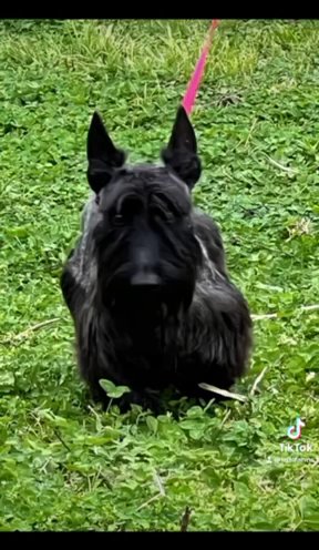 Max The Scottie! in Mountain Home, Arkansas