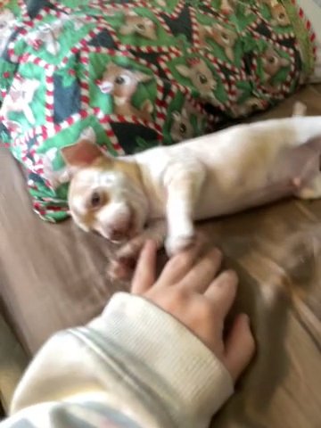 Full Blooded Chihuahua in Urbana, Ohio