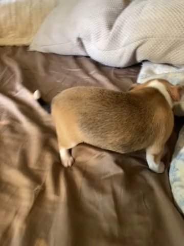 Full-blooded Chihuahua in Urbana, Ohio