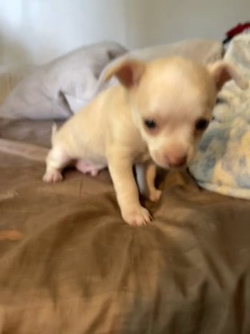 Full blooded Chihuahua pups in Urbana, Ohio