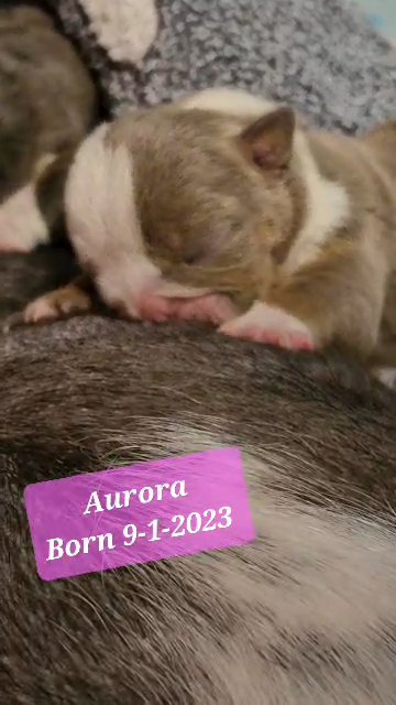 AKC ENGLISH BULLDOG FEMALE in Lake Villa (Township), Illinois