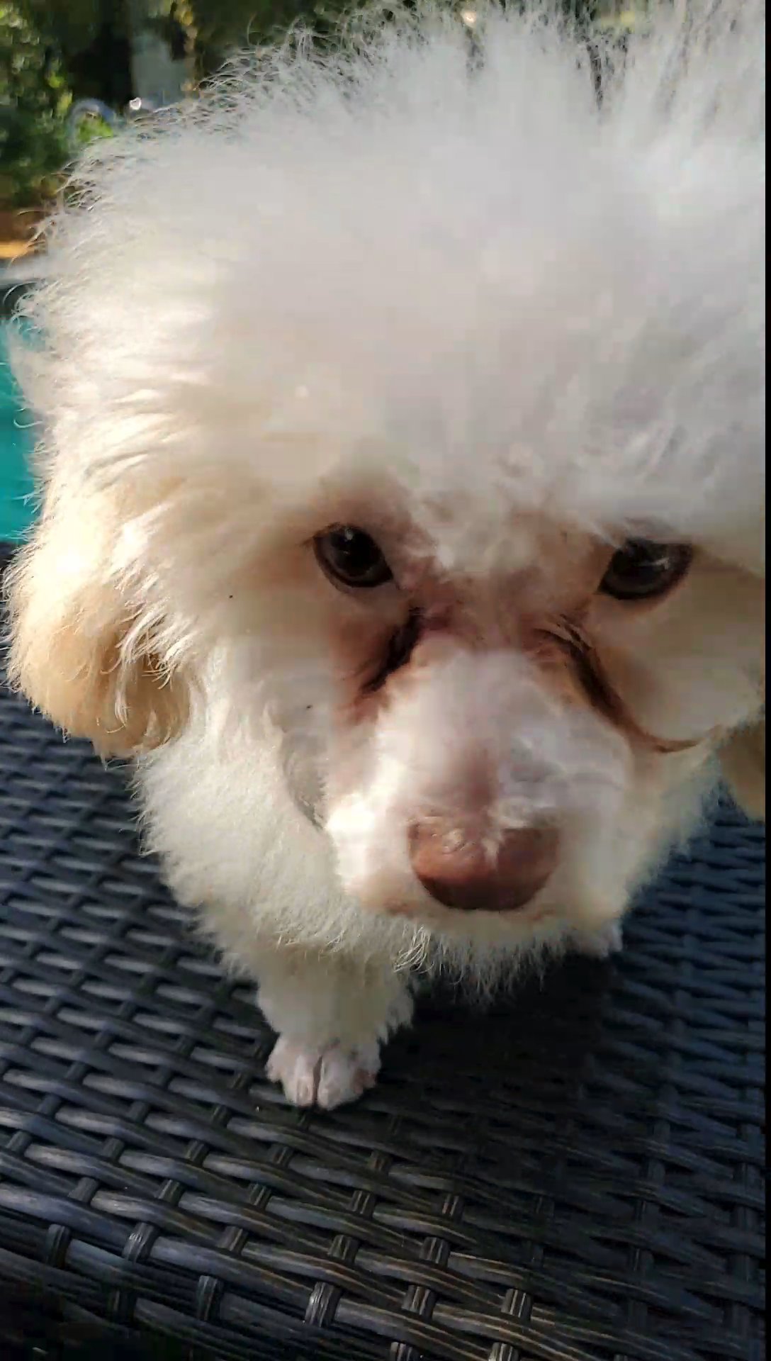 cockapoo, fully house trained in Ocala, Florida
