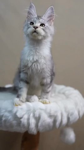 Maine Coon Female in Newtown, Pennsylvania