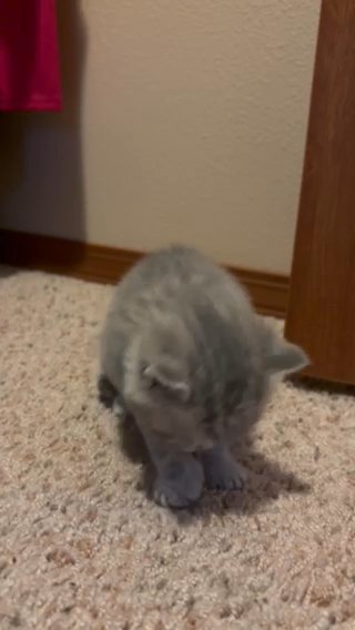 Scottish straight Kitten in Seattle, Washington
