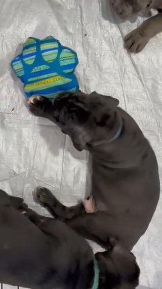 Cane Corso Pups in Margate, Florida