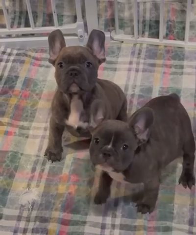 Henna And Hashtag Pups in New York City, New York