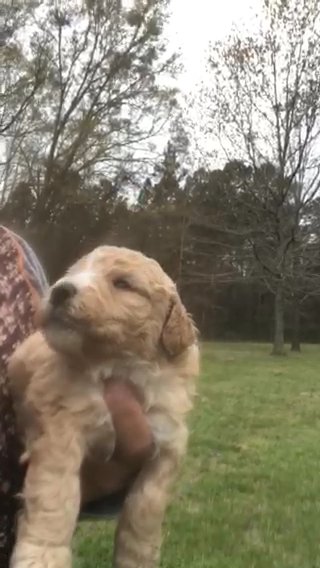 Casper F1b Micro Mini Bernedoodle in Greenwood, South Carolina