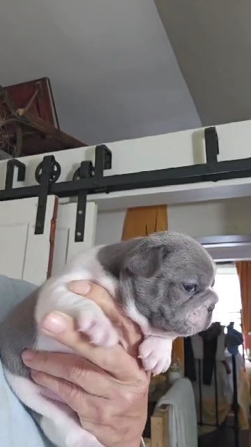 female french bulldog lilac pied in Owego (Town), New York