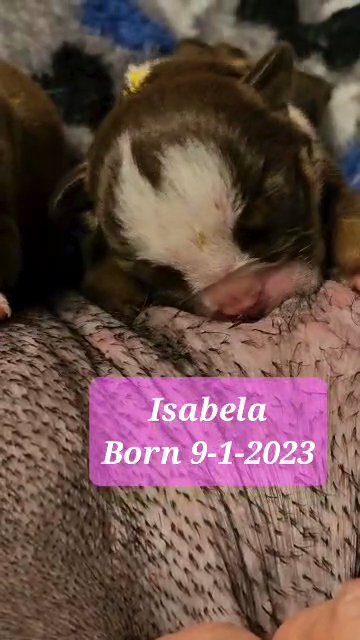 AKC English Bulldog Female in Lake Villa (Township), Illinois