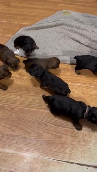 Lisa’s Yorkies in Scranton, Pennsylvania