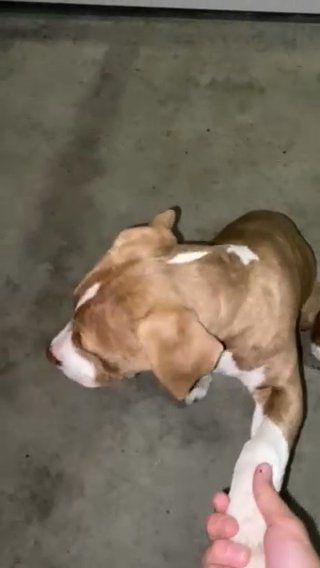 5 Month Female Pit Bull in Riverside, California