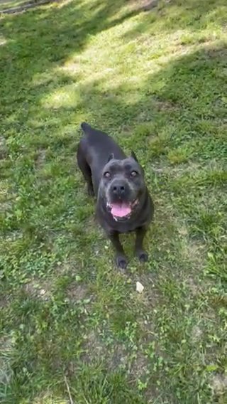 AKC Cane Corso Female in Birmingham, Alabama