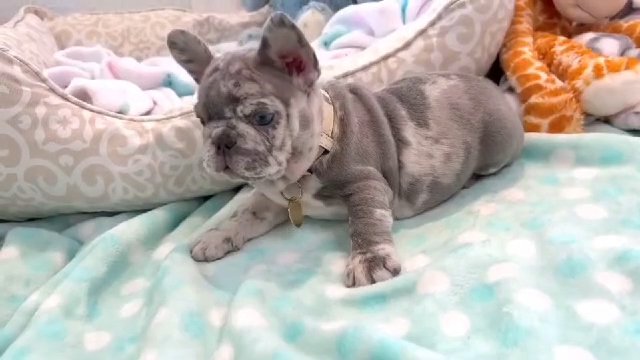 frenchies in Columbus, Georgia