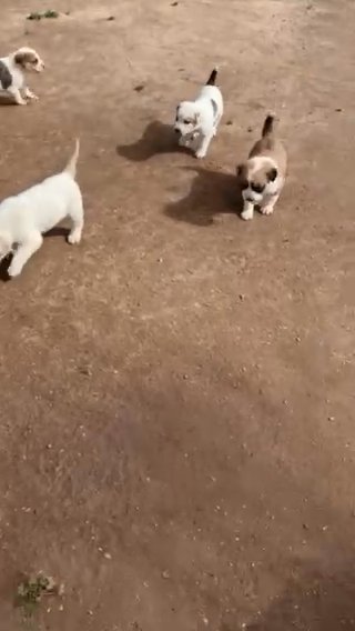 PUPPIES FOR SELL in Queen Creek, Arizona