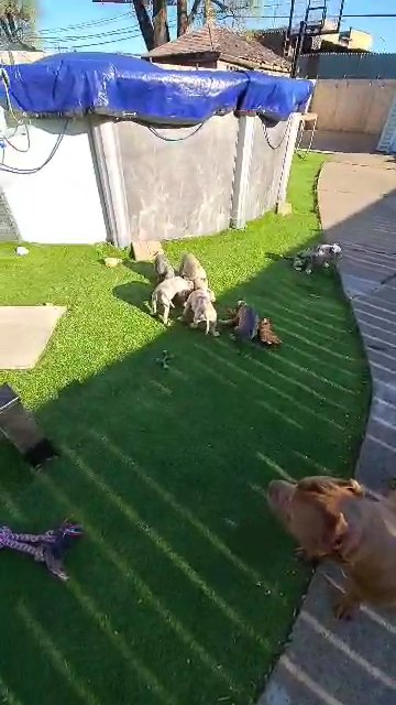 American Bully Puppies in Chicago, Illinois