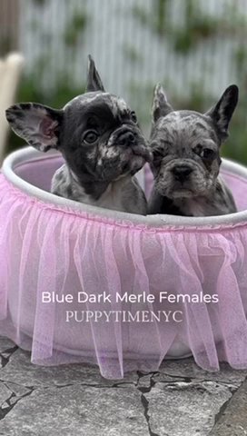 Blu Merle Puppies in New York City, New York