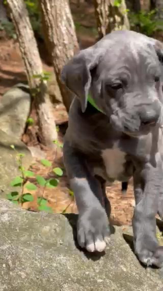 Green Collar Blue Dane High Euro Female in Greenville, South Carolina