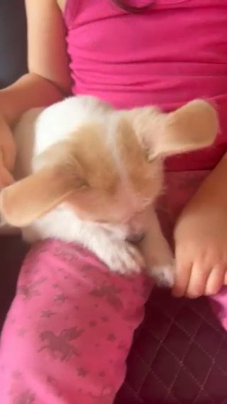 Beautiful Chipit Looking For A Home in Loganville, Georgia
