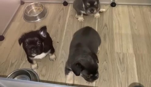 Fluffy French Bulldog in Jersey City, New Jersey