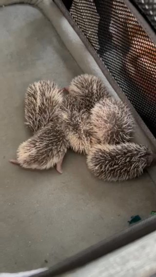 6 Baby Hedgehogs Litter in San Antonio, Texas