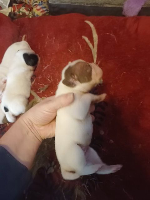 French American Bulldog in Anniston, Alabama