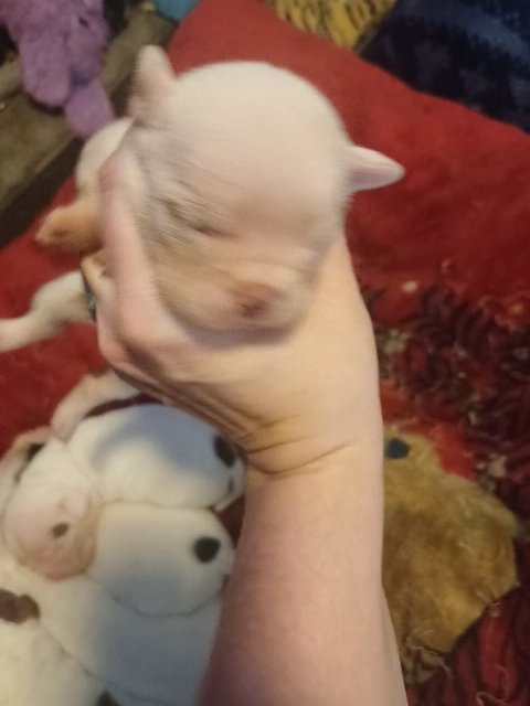 French American Bulldog female in Anniston, Alabama