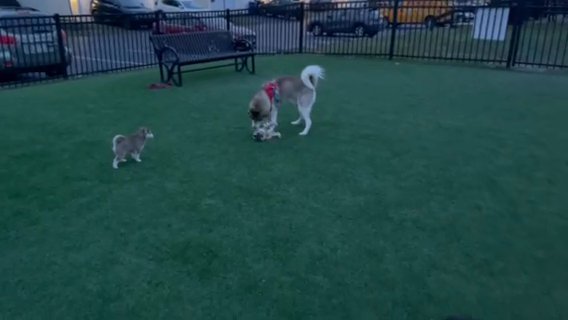 Siberian Huskies!!! in Columbus, Ohio