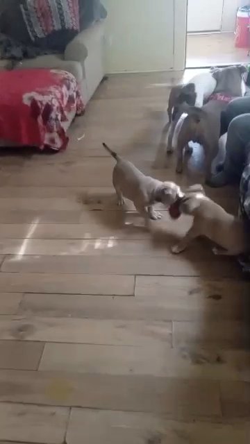 American bullies with papers and first shots in Evansville, Indiana