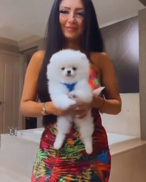 lucy in Dallas, Texas