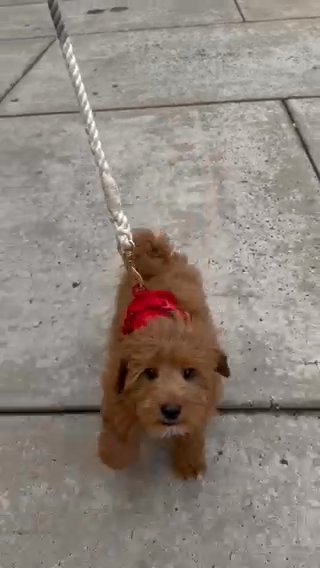 Male Cavapoo Puppy For Sale in New York City, New York