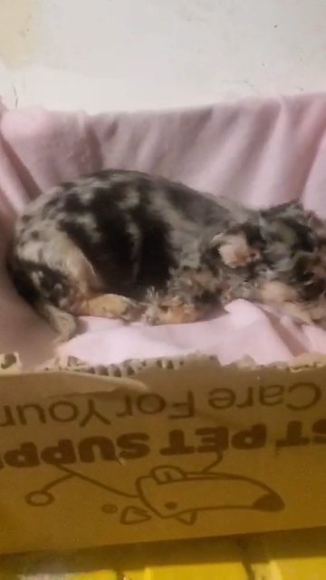 $1800 GIRL CHIHUAHUAS  NYC in New York City, New York