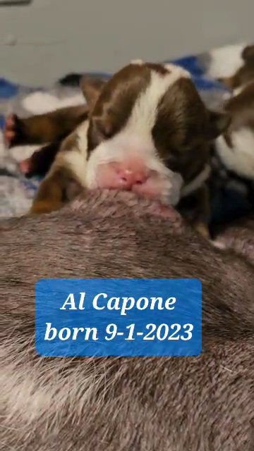 AKC English Bulldog Male in Lake Villa (Township), Illinois
