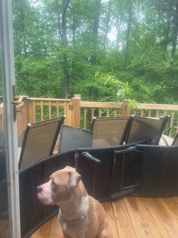 Rehoming ASAP in Douglasville, Georgia