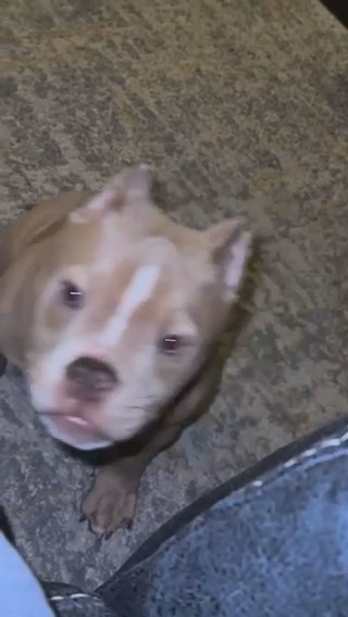 5 month old american bully in Rockford, Illinois