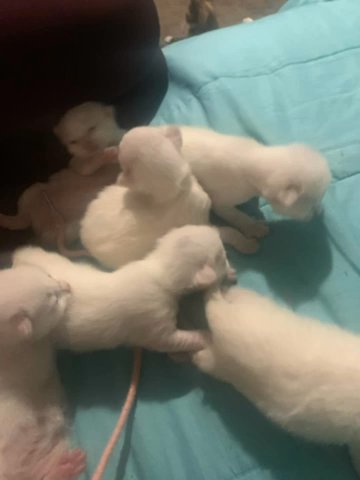 Full White Kittens in Carthage, Missouri