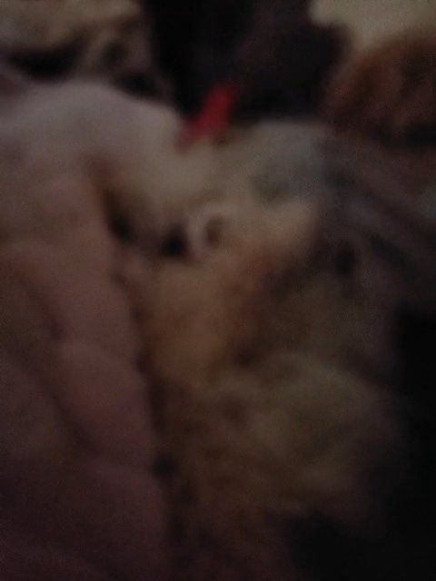 teacup cockapoo in Ocala, Florida