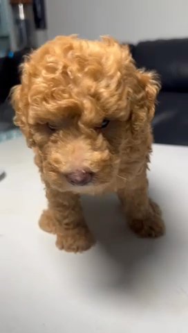 Gold Male Poodle in Miami, Florida