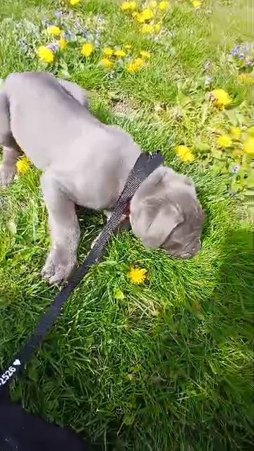 Italian Cane Corso Pups in Muncie, Indiana
