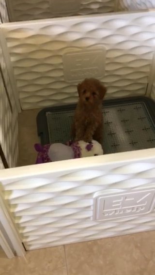 Female toy Poodle in Naples, Florida