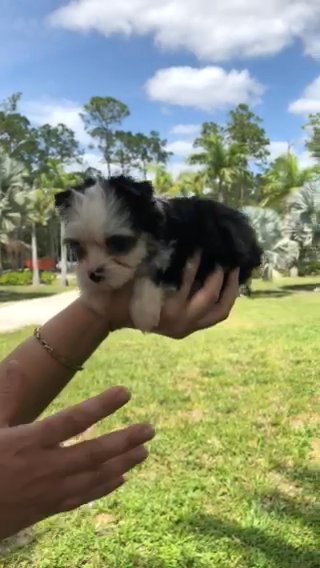 Female Yorkie Biewer in Naples, Florida