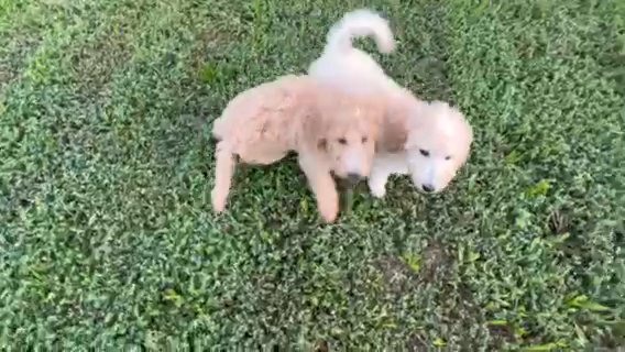Goldendoodle F1B Mini in Dallas, Texas