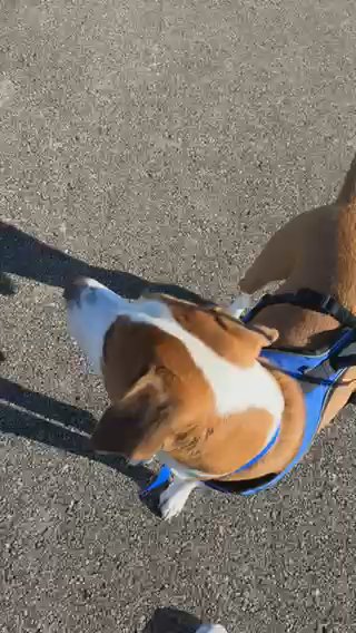 Aliko 3 Year Old Mixed Breed in Columbus, Ohio