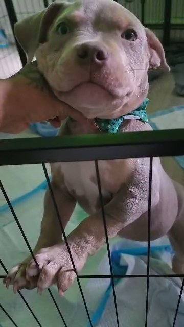 Lilac Tri Pocket Bullys in Portland, Oregon
